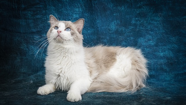 races chat froussardes