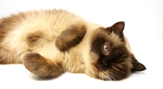 races chat prenne soin d’elles