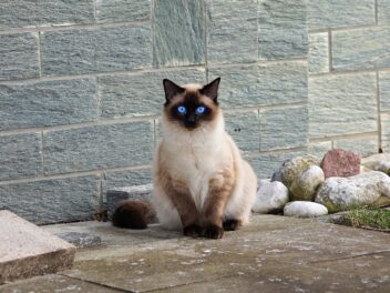 4 races de chat qui sont les plus anxieuses