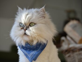 5 races de chat qui sont les plus autonomes