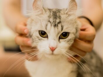 4 races de chat qui sont de bonne compagnie