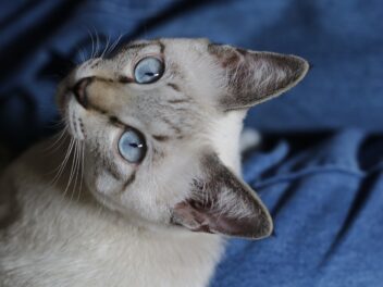 4 races de chat qui sont les plus bruyantes