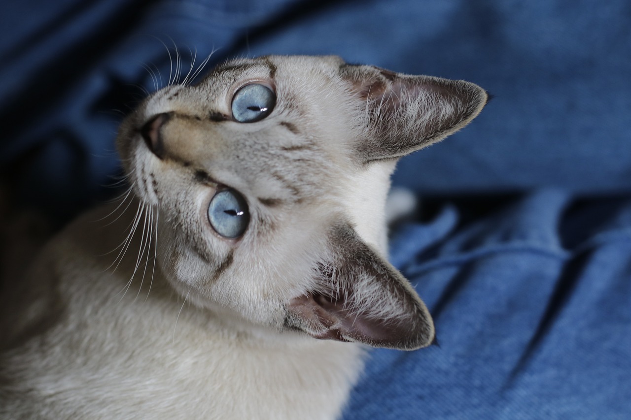 4 races de chat qui sont les plus bruyantes