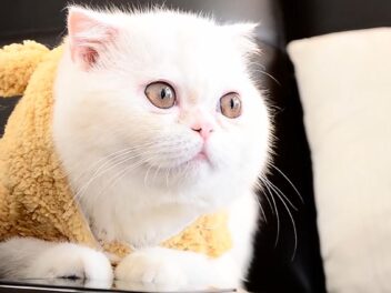 4 races de chat qui sont douces comme des agneaux