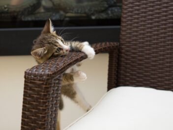 Les 10 races de chat qui ont de l&rsquo;énergie à revendre