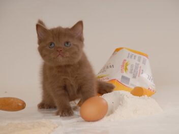 Voici 9 races de chat qui vont vous faire craquer