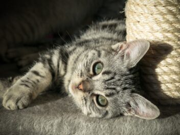 4 races de chat qui vont vous faire sourire