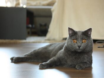 5 races de chat qui ont fière allure