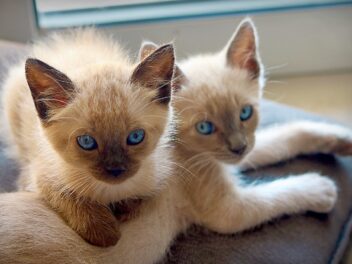 4 races de chat qui sont fusionnelles avec leur maître