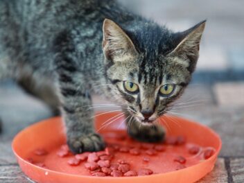 4 races de chat qui vont manger beaucoup de croquettes