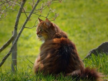 4 races de chat qui sont des maxi gabarits