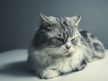 4 races de chat qui sont les moins accueillantes