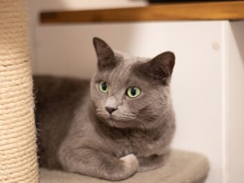 4 races de chat qui sont les moins démonstratives