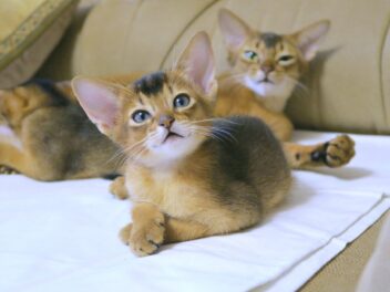 4 races de chat originaires d’Asie