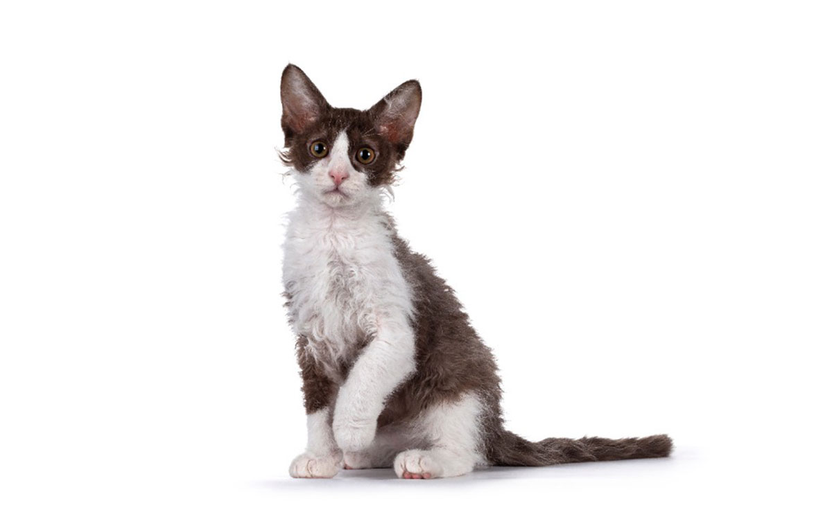 4 races de chat qui sont les plus originales