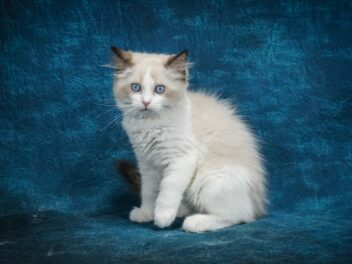 5 races de chat qui sont les plus paisibles