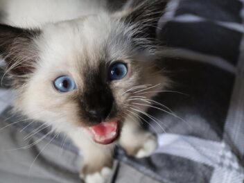 5 races de chat qui sont les plus patientes