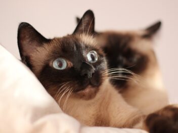 4 races de chat pour les personnes qui se sentent seules