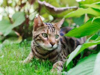 4 races de chats qui sont des petites tornades
