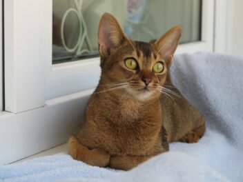 5 races de chat qui sont toujours en pleine forme