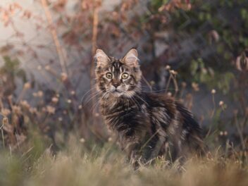 4 races de chat qui sont les plus communes