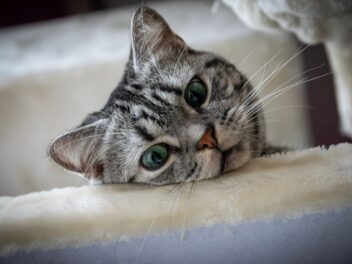 5 races de chat qui ont besoin que l’on prenne soin d’elles