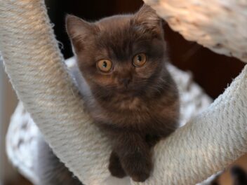 4 races de chat qui sont les plus relax