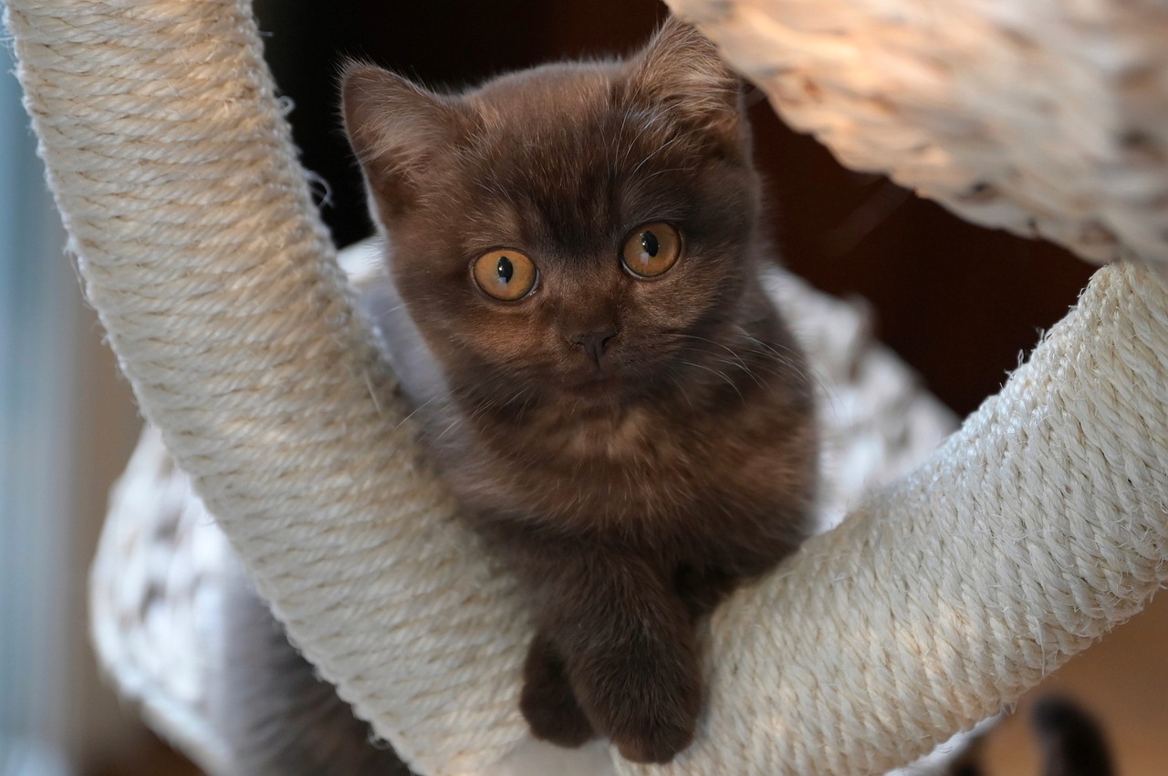 4 races de chat qui sont les plus relax