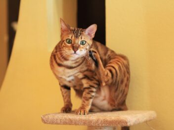4 races de chat qui vont remuer votre maison