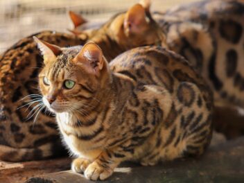 5 races de chat qui ressemblent à d’autres animaux