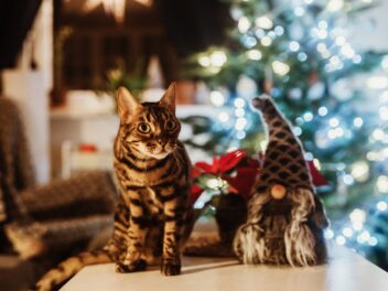 4 races de chat qui vont s’en prendre à votre sapin de Noël