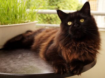 4 races de chat qui sont les plus sereines