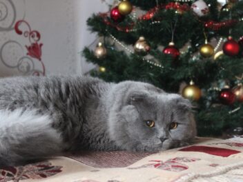 5 races de chat qui ne toucheront pas à votre sapin de Noël