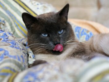 4 races de chat qui vieillissent bien