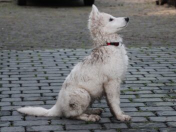 4 races de chien qui sont les plus abordables