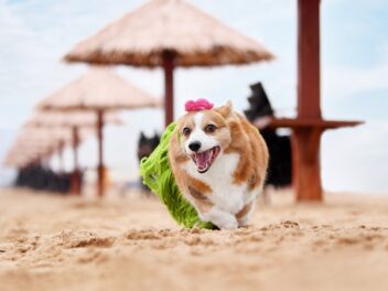 4 races de chien qui vont s’adapter à votre mode de vie