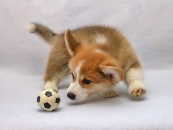 4 races de chien qui sont les plus amusantes