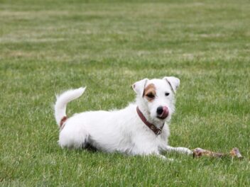 4 races de chien qui sont des athlètes de haut niveau