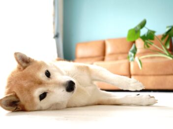 4 races de chien qui sont les plus autonomes