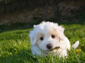Les 10 races de chien qui ont beaucoup d’affection à donner