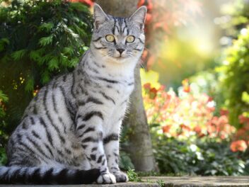 5 races de chat qui n’ont pas besoin d&rsquo;un jardin pour être heureuses