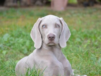 4 races de chien de chasse qui font de bons chiens de compagnie