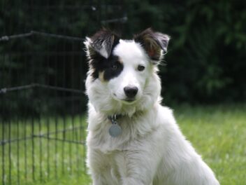 Découvrez les 8 races de chien qui sont les plus craintives