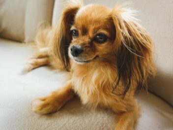 5 races de chien qui sont douces comme des agneaux