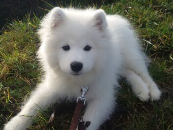 4 races de chien que vous pourrez emmener en vacances d’hiver