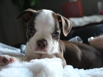 4 races de chien originaires des Etats Unis