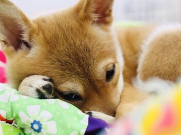 4 races de chien qui sont les plus exaspérantes