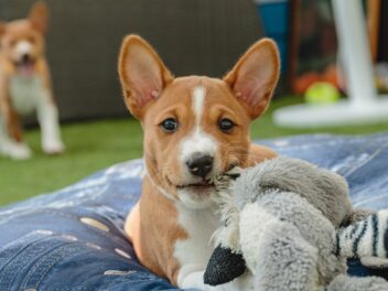 5 races de chien qui sont les plus exotiques