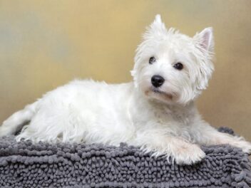 5 races de chien qui vont vous faire sourire