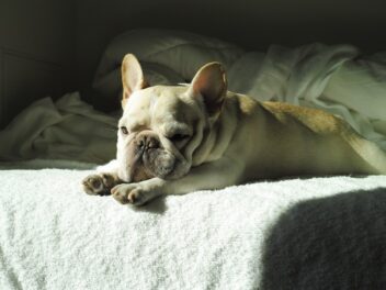 Les 8 races de chien qui sont les plus flemmardes